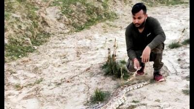 Ankit ‘Tarzan’ also called Sarpmita taps social media for rescuing reptiles, wild animals in Prayagraj (sourced) Ankit ‘Tarzan’ also called Sarpmita taps social media for rescuing reptiles, wild animals in Prayagraj (sourced)