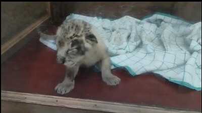 Lioness Sona’s one of two cubs that survived (Sourced)