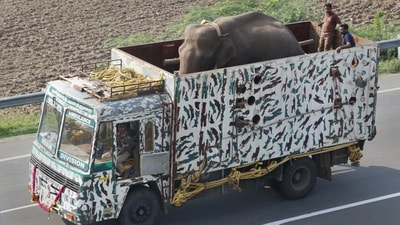 Theni: An elephant named Arikomban being transported by forest officials to the forest of upper Kodayar in Tamil Nadu�s Kanyakumari district, at Cumbam in Theni district, Monday, June 5, 2023. (PTI Photo)(PTI06_06_2023_000102B) (PTI) Theni: An elephant named Arikomban being transported by forest officials to the forest of upper Kodayar in Tamil Nadu�s Kanyakumari district, at Cumbam in Theni district, Monday, June 5, 2023. (PTI Photo)(PTI06_06_2023_000102B) (PTI)