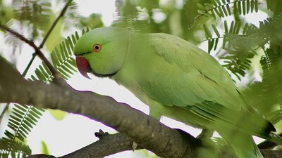 3 police cars rushed to find 'screaming woman' only to discover it was a parrot. (Unsplash)