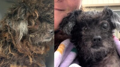 A neglected dog was found dumped on a road several days ago. However, the little pooch looks unrecognisable now, thanks to the animal shelter that rescued her (Mac's Mission/Facebook) A neglected dog was found dumped on a road several days ago. However, the little pooch looks unrecognisable now, thanks to the animal shelter that rescued her (Mac's Mission/Facebook)