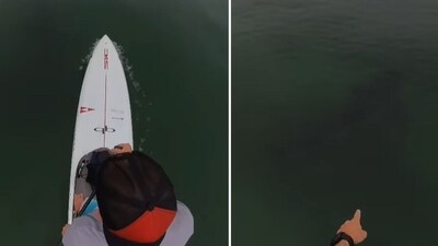 The clip shows a dark shadow swimming in the water just beneath the surface as the man paddled (paddlegoat/Instagram) The clip shows a dark shadow swimming in the water just beneath the surface as the man paddled (paddlegoat/Instagram)