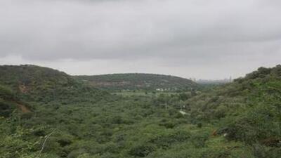 The Aravalli hill jungles (HT Photo) The Aravalli hill jungles (HT Photo)