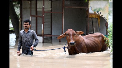 The district fire department rescued over 300 cattle from several private cowsheds located on the floodplains in Chaprauli and Mangrauli villages of Sector 168 in Noida, officials said, (Sunil Ghosh/HT Photo) The district fire department rescued over 300 cattle from several private cowsheds located on the floodplains in Chaprauli and Mangrauli villages of Sector 168 in Noida, officials said, (Sunil Ghosh/HT Photo)