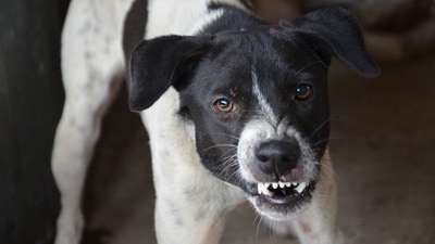 Dogs exhibit aggression when they feel stressed, fearful or anxious about a particular thing or situation. (Pixabay) Dogs exhibit aggression when they feel stressed, fearful or anxious about a particular thing or situation. (Pixabay)