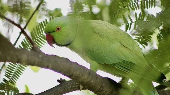 3 police cars rushed to find 'screaming woman' only to discover it was a parrot. (Unsplash)