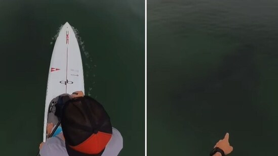 The clip shows a dark shadow swimming in the water just beneath the surface as the man paddled (paddlegoat/Instagram)