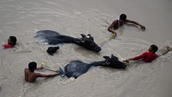Yamuna water level updates: People carry bulls to safety as they wade through the flooded waters of Yamuna River after heavy monsoon rains in New Delhi on July 12, 2023. (Photo by Arun SANKAR / AFP) Yamuna water level updates: People carry bulls to safety as they wade through the flooded waters of Yamuna River after heavy monsoon rains in New Delhi on July 12, 2023. (Photo by Arun SANKAR / AFP)