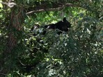 Bear spotted on Colorado university campus.