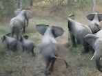 Elephant herd protecting calves from potential lion attack. Elephant herd protecting calves from potential lion attack.