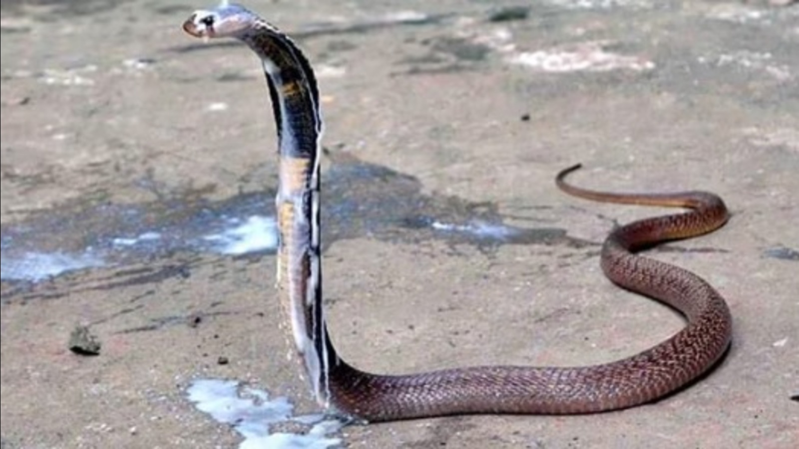 Kanpur reports 123 snakebites in 14 days, nine on ventilator - Vimarsana News