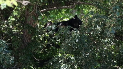 Bear spotted on Colorado university campus. (Twitter/@CUBoulderPolice) Bear spotted on Colorado university campus. (Twitter/@CUBoulderPolice)