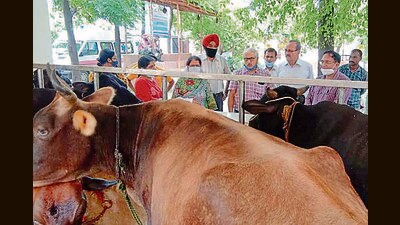 Experts from Guru Angad Dev Veterinary and Animal Sciences University have advised livestock farmers regarding the challenging conditions caused by incessant rains. (HT File Photo)