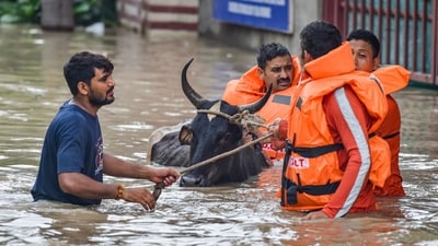 NDRF personnel resuce a livestock at flood-hit at Nigam Bodh Ghat as the swollen Yamuna river floods low-lying areas, in New Delhi, Thursday, July 13, 2023. (PTI) NDRF personnel resuce a livestock at flood-hit at Nigam Bodh Ghat as the swollen Yamuna river floods low-lying areas, in New Delhi, Thursday, July 13, 2023. (PTI)