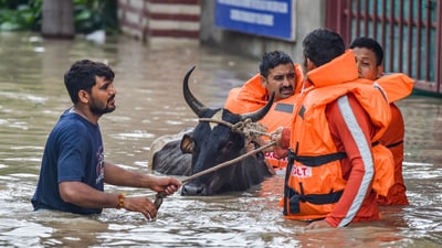 Delhi floods alert: NDRF personnel resuce a livestock at flood-hit at Nigam Bodh Ghat as the swollen Yamuna river floods low-lying areas, in New Delhi, Thursday, July 13, 2023. (PTI) Delhi floods alert: NDRF personnel resuce a livestock at flood-hit at Nigam Bodh Ghat as the swollen Yamuna river floods low-lying areas, in New Delhi, Thursday, July 13, 2023. (PTI)