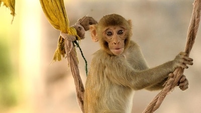 Swinging along. (Prerna Jain) Swinging along. (Prerna Jain)