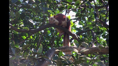 To manage tourism at the sanctuary, located around 125 kilometres from Pune and home of the state animal Indian giant squirrel, the forest department has appointed 10 separate teams. (HT FILE PHOTO) To manage tourism at the sanctuary, located around 125 kilometres from Pune and home of the state animal Indian giant squirrel, the forest department has appointed 10 separate teams. (HT FILE PHOTO)