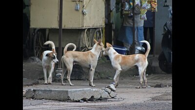While the latest stray dog population census of the Pune Municipal Corporation (PMC) suggests that the number of stray dogs and by extension, dog bites, has gone down, the situation on ground is rather different. (HT FILE PHOTO)