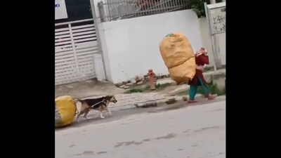 Dog dragging massive scrap bag along with its human. (Twitter/@TheFigen_) Dog dragging massive scrap bag along with its human. (Twitter/@TheFigen_)