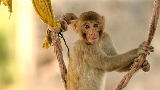 Swinging along. (Prerna Jain)