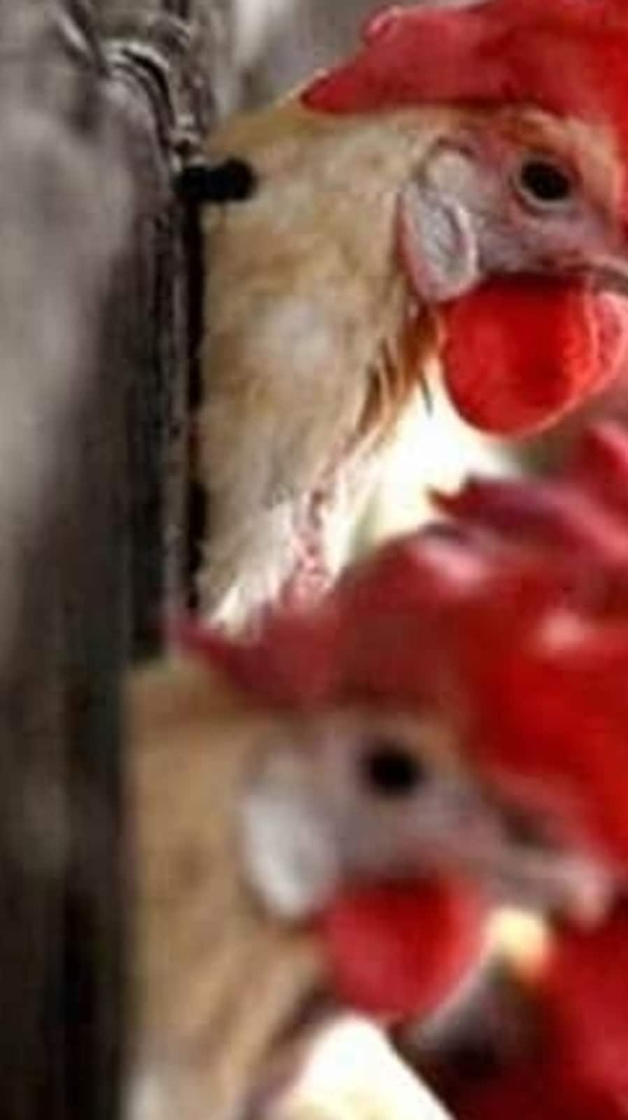 Bird Flu Outbreak: The virus can infect domestic poultry, other birds, and animals. (PTI)