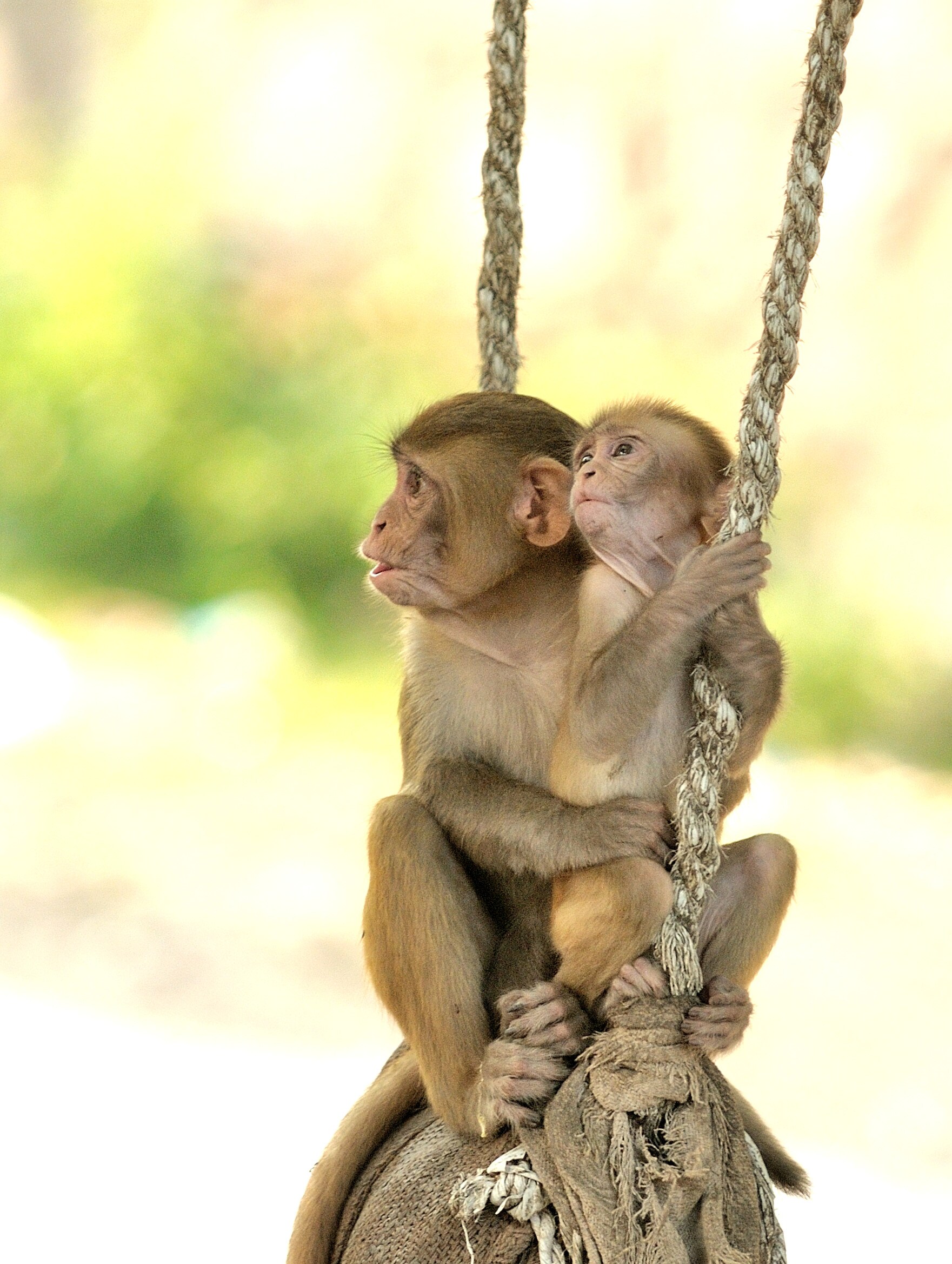 “I wondered what had happened to the monkeys of Tughlaqabad.” (Prerna Jain) “I wondered what had happened to the monkeys of Tughlaqabad.” (Prerna Jain)