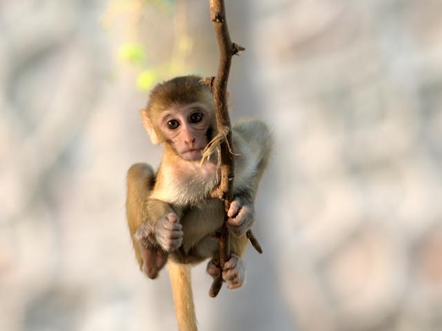 Monkeying around (Prerna Jain) Monkeying around (Prerna Jain)