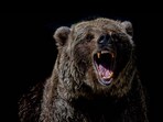 Bear falls into an open well, rescued by officials.