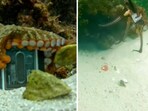 The image shows an octopus grabbing a GoPro. 