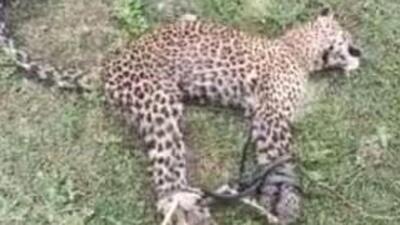 A young farmer in Hassan managed to capture a leopard that had strayed into his coconut estate on Friday (HT Photo) A young farmer in Hassan managed to capture a leopard that had strayed into his coconut estate on Friday (HT Photo)
