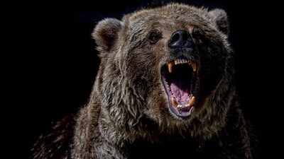 Bear falls into an open well, rescued by officials. (Unsplash) Bear falls into an open well, rescued by officials. (Unsplash)