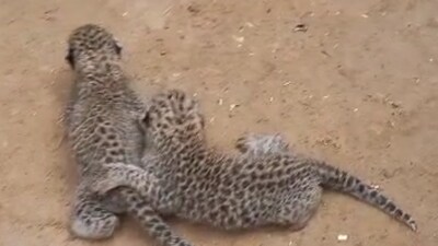 Both cubs are kept under observation and will be taken to the Aravalli where they were found. (HT photo) Both cubs are kept under observation and will be taken to the Aravalli where they were found. (HT photo)