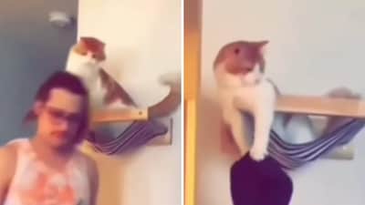 The image shows a cat stealing a man’s beanie. (Screengrab) The image shows a cat stealing a man’s beanie. (Screengrab)