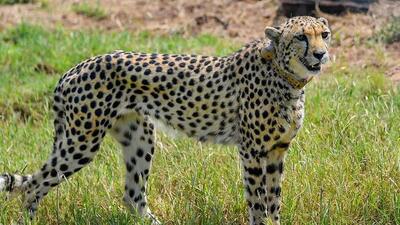 KNP now has 16 Cheetahs (File Photo)