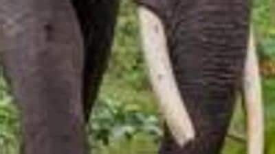 Kodanad forest range officials arrested 1, detained 3 in connection with an attempted ivory-trade case. (AFP (Photo for representation))