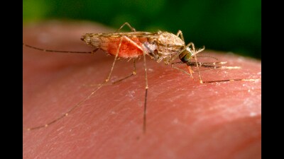 No case of vector-borne disease was reported between April and June. The 12 confirmed dengue cases, the highest caseload so far in the year, was recorded in July 11 and July 12. (REPRESENTATIVE PIC) No case of vector-borne disease was reported between April and June. The 12 confirmed dengue cases, the highest caseload so far in the year, was recorded in July 11 and July 12. (REPRESENTATIVE PIC)