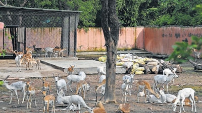 Platforms are being created by the zoo authorities inside the enclosures. (Sanchit Khanna/HT) Platforms are being created by the zoo authorities inside the enclosures. (Sanchit Khanna/HT)