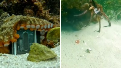 The image shows an octopus grabbing a GoPro. (Facebook/@JERVIS BAY THROUGH MY EYES, ALL THINGS JERVIS BAY ) The image shows an octopus grabbing a GoPro. (Facebook/@JERVIS BAY THROUGH MY EYES, ALL THINGS JERVIS BAY )