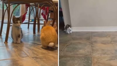The image shows a kitten that loves imitating a bunny. (Screengrab) The image shows a kitten that loves imitating a bunny. (Screengrab)