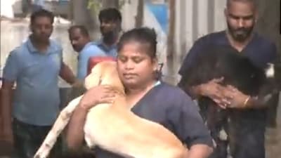 NGO workers rescue stary dogs from flood affected areas in Delhi. (ANI) NGO workers rescue stary dogs from flood affected areas in Delhi. (ANI)