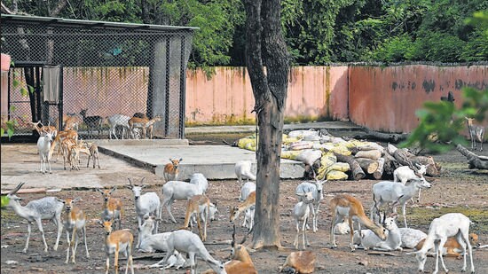 Platforms are being created by the zoo authorities inside the enclosures. (Sanchit Khanna/HT)