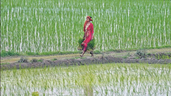Women comprise nearly half of the world’s population, and in most developing countries, produce between 60 and 80% of the food; and yet, they account for about 50% of the world’s extremely poor. (HT)