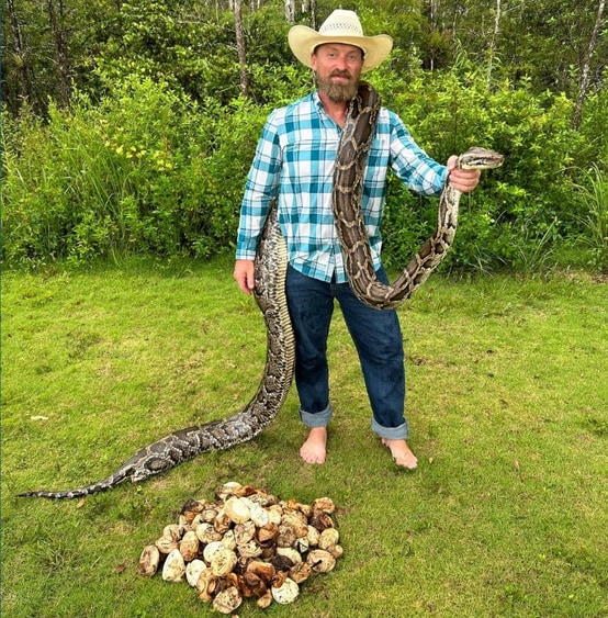 A colossal Burmese python measuring an impressive 13 feet and 9 inches, accompanied by a nest containing a staggering 111 eggs. (Brandon Rahe) A colossal Burmese python measuring an impressive 13 feet and 9 inches, accompanied by a nest containing a staggering 111 eggs. (Brandon Rahe)