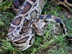 A Burmese python sits in the grass at Everglades Holiday Park in Fort Lauderdale, Florida. A Burmese python sits in the grass at Everglades Holiday Park in Fort Lauderdale, Florida.