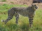At present 16 cheetahs including a cub are there at the Kuno park in MP. (Representative Image)