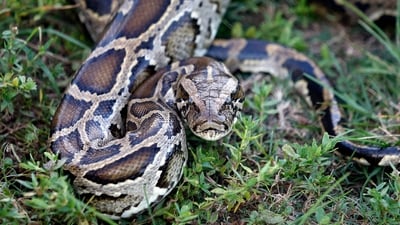 A Burmese python sits in the grass at Everglades Holiday Park in Fort Lauderdale, Florida. (AFP) A Burmese python sits in the grass at Everglades Holiday Park in Fort Lauderdale, Florida. (AFP)