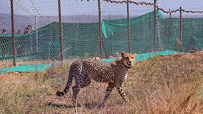 Five adult cheetahs relocated from Africa and three cubs born in the country have died so far in India’s ambitious project to reintroduce the world’ fastest animal in the subcontinent since they became extinct in the country in 1952. (PTI)