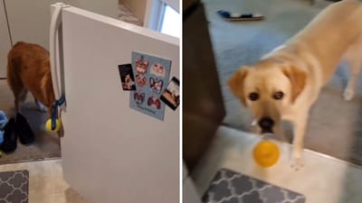 The image shows a dog reacting to another dog opening a fridge. (Instagram/@darrelthedoge) The image shows a dog reacting to another dog opening a fridge. (Instagram/@darrelthedoge)