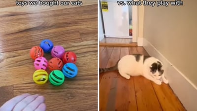 The image shows a cat playing with a damaged paper box instead of its toys. (Instagram/@vchatterley) The image shows a cat playing with a damaged paper box instead of its toys. (Instagram/@vchatterley)