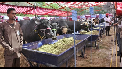 Maharashtra has a cattle (cow) population of 1.39 crores and three districts Pune, Ahmednagar and Nashik have the highest number of cattle population. (REPRESENTATIVE PIC) Maharashtra has a cattle (cow) population of 1.39 crores and three districts Pune, Ahmednagar and Nashik have the highest number of cattle population. (REPRESENTATIVE PIC)